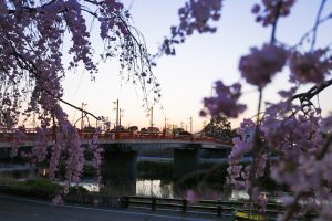 清州城、桜、3月の春の花、愛知県清須市の観光・撮影スポットの画像と写真　清須城　桜まつり（4月）愛知県清須市の観光・撮影スポットの画像や風景