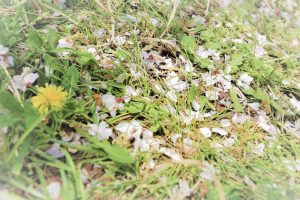 名古屋城　桜　3月　春の花　名古屋市中区の観光・撮影スポットの画像と写真
