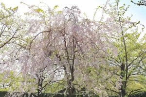 名古屋城　桜　3月　春の花　名古屋市中区の観光・撮影スポットの画像と写真