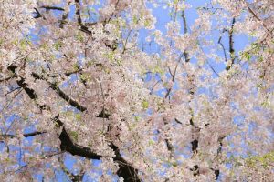 名古屋城　桜　3月　春の花　名古屋市中区の観光・撮影スポットの画像と写真