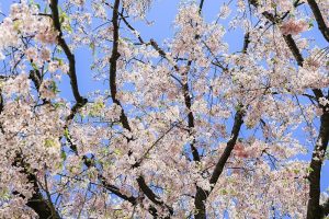 名古屋城　桜　3月　春の花　名古屋市中区の観光・撮影スポットの画像と写真