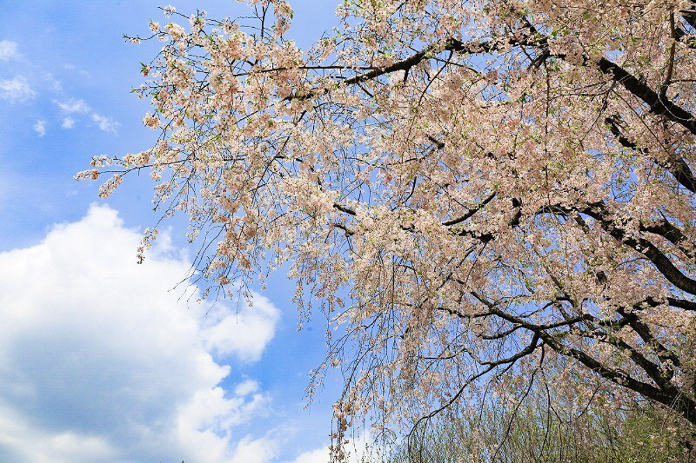 名古屋城　桜　3月　春の花　名古屋市中区の観光・撮影スポットの画像と写真