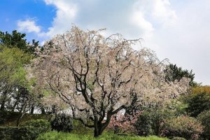 名古屋城　桜　3月　春の花　名古屋市中区の観光・撮影スポットの画像と写真