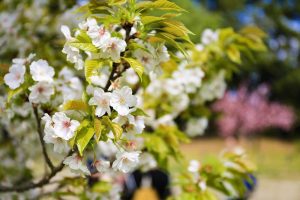 名古屋城　桜　3月　春の花　名古屋市中区の観光・撮影スポットの画像と写真