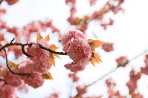 名古屋城　桜　3月　春の花　名古屋市中区の観光・撮影スポットの画像と写真