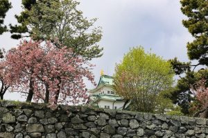 名古屋城　桜　3月　春の花　名古屋市中区の観光・撮影スポットの画像と写真