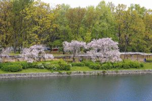 名古屋城　桜　3月　春の花　名古屋市中区の観光・撮影スポットの画像と写真