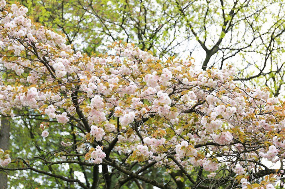 名古屋城　桜　3月　春の花　名古屋市中区の観光・撮影スポットの画像と写真