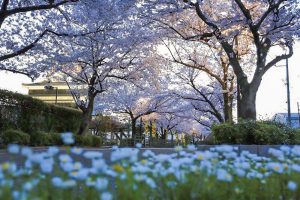 清州城　桜まつり（4月）愛知県清須市の観光・撮影スポットの画像や風景