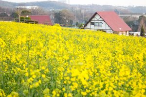 愛知牧場　菜の花　桜　3月　4月　愛知県日進市の観光・撮影スポットの画像と写真