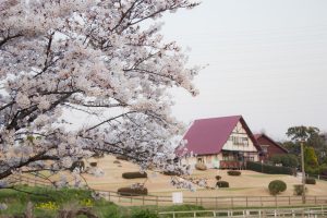 愛知牧場　桜　3月　4月　愛知県日進市の観光・撮影スポットの画像と写真