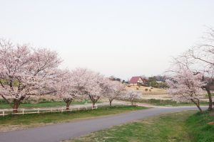 愛知牧場　桜　3月　4月　愛知県日進市の観光・撮影スポットの画像と写真