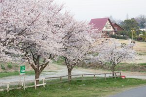 愛知牧場　桜　3月　4月　愛知県日進市の観光・撮影スポットの画像と写真