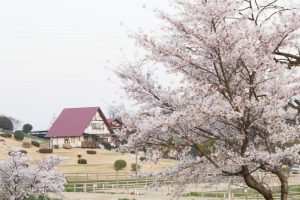 愛知牧場　桜　3月　4月　愛知県日進市の観光・撮影スポットの画像と写真