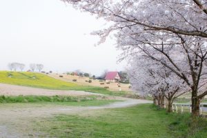 愛知牧場　菜の花　桜　3月　4月　愛知県日進市の観光・撮影スポットの画像と写真