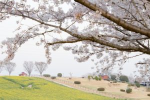 愛知牧場　菜の花　桜　3月　4月　愛知県日進市の観光・撮影スポットの画像と写真愛知牧場　菜の花　桜　3月　4月　愛知県日進市の観光・撮影スポットの画像と写真