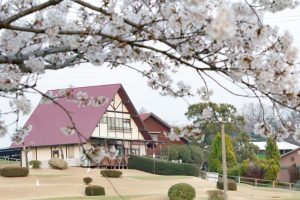 愛知牧場　桜　3月　4月　愛知県日進市の観光・撮影スポットの画像と写真