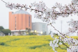 愛知牧場　菜の花　桜　3月　4月　愛知県日進市の観光・撮影スポットの画像と写真