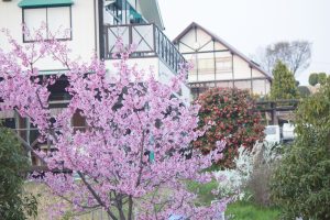 愛知牧場　桜　3月　4月　愛知県日進市の観光・撮影スポットの画像と写真