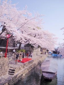 船町公園・奥の細道むすびの地記念館　桜まつり　（4月）　大垣船町川湊　岐阜県大垣市の観光・撮影スポットの画像や写真