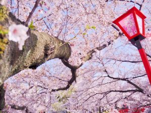 船町公園・奥の細道むすびの地記念館　桜まつり　（4月）　大垣船町川湊　岐阜県大垣市の観光・撮影スポットの画像や写真