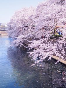 船町公園・奥の細道むすびの地記念館　桜まつり　（4月）　大垣船町川湊　岐阜県大垣市の観光・撮影スポットの画像や写真