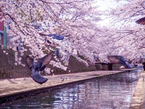 船町公園・奥の細道むすびの地記念館　桜まつり　（4月）　大垣船町川湊　岐阜県大垣市の観光・撮影スポットの画像や写真