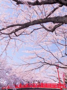 船町公園・奥の細道むすびの地記念館　桜まつり　（4月）　大垣船町川湊　岐阜県大垣市の観光・撮影スポットの画像や写真