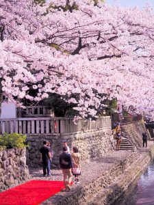 船町公園・奥の細道むすびの地記念館　桜まつり　（4月）　大垣船町川湊　岐阜県大垣市の観光・撮影スポットの画像や写真