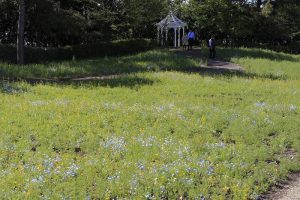 ブルーボネット　春の花　4月　名古屋市港区の観光・撮影スポットの名所　