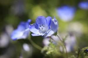 ブルーボネット　春の花　4月　名古屋市港区の観光・撮影スポットの名所　