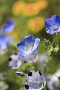 ブルーボネット　春の花　4月　名古屋市港区の観光・撮影スポットの名所　