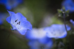 ブルーボネット　春の花　4月　名古屋市港区の観光・撮影スポットの名所　