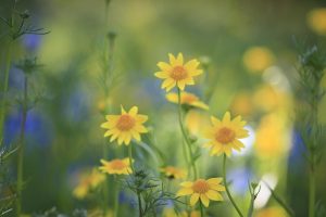 ブルーボネット　春の花　4月　名古屋市港区の観光・撮影スポットの名所　