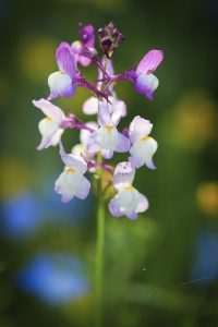 ブルーボネット　春の花　4月　名古屋市港区の観光・撮影スポットの名所　
