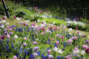 ブルーボネット　チューリップ　春の花　4月　名古屋市港区の観光・撮影スポットの名所　