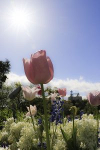 ブルーボネット　チューリップ　春の花　4月　名古屋市港区の観光・撮影スポットの名所　