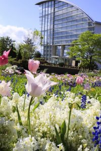 ブルーボネット　チューリップ　春の花　4月　名古屋市港区の観光・撮影スポットの名所　