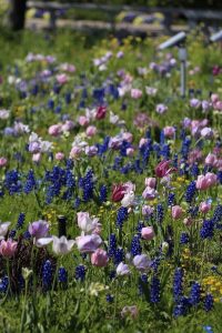 ブルーボネット　チューリップ　春の花　4月　名古屋市港区の観光・撮影スポットの名所　