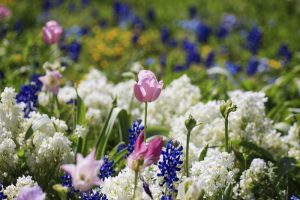 ブルーボネット　チューリップ　春の花　4月　名古屋市港区の観光・撮影スポットの名所　