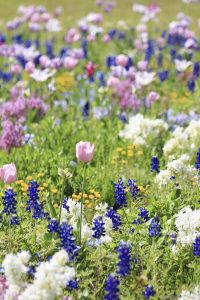 ブルーボネット　チューリップ　春の花　4月　名古屋市港区の観光・撮影スポットの名所　