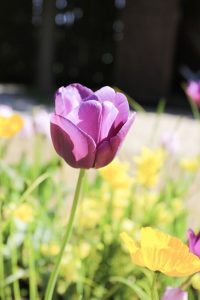 ブルーボネット　チューリップ　春の花　4月　名古屋市港区の観光・撮影スポットの名所　