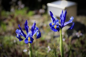 ブルーボネット　春の花　4月　名古屋市港区の観光・撮影スポットの名所　