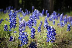 ブルーボネット　春の花　4月　名古屋市港区の観光・撮影スポットの名所　