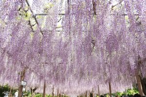 曼荼羅寺 藤まつり　藤棚　4月　愛知県江南市の観光・撮影スポットの画像と写真