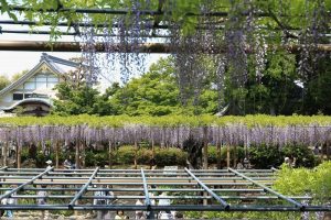 曼荼羅寺 藤まつり　藤棚　4月　愛知県江南市の観光・撮影スポットの画像と写真
