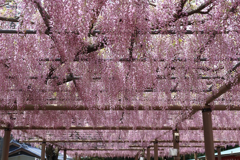 曼荼羅寺 藤まつり　藤棚　4月　愛知県江南市の観光・撮影スポットの画像と写真
