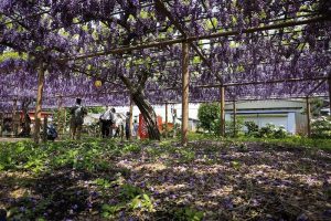 曼荼羅寺 藤まつり　藤棚　4月　愛知県江南市の観光・撮影スポットの画像と写真