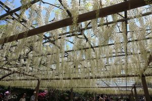 曼荼羅寺 藤まつり　藤棚　4月　愛知県江南市の観光・撮影スポットの画像と写真曼荼羅寺 藤まつり　藤棚　4月　愛知県江南市の観光・撮影スポットの画像と写真