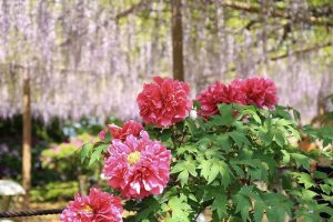 曼荼羅寺 藤まつり　藤棚　ボタン　4月　愛知県江南市の観光・撮影スポットの画像と写真